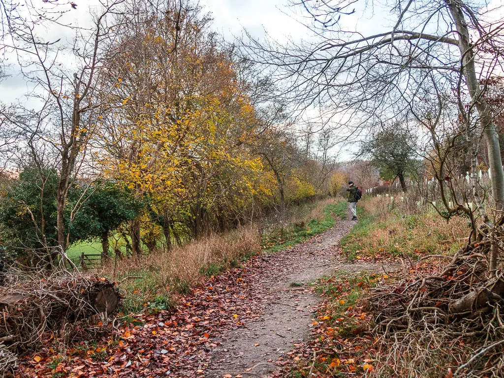 A wide path, lined with trees, some leafless, some with yellow leaves. There is a man walking along the path.