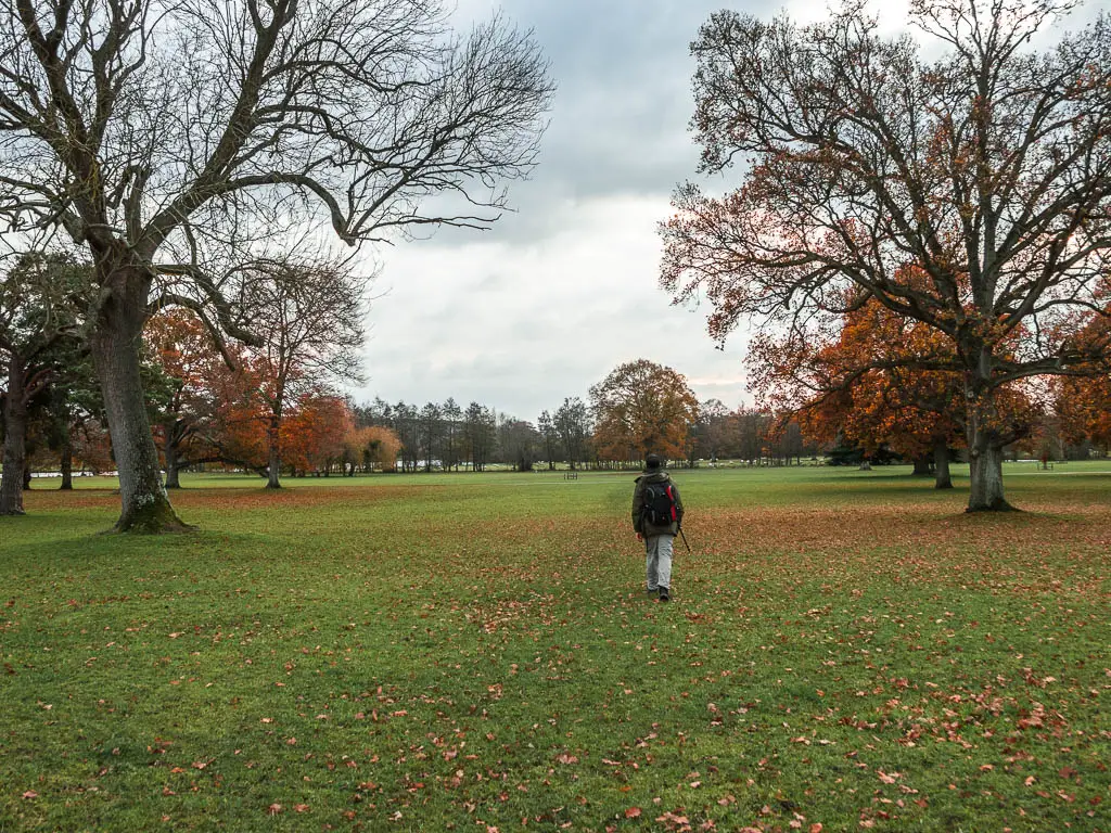 A man walking straight through a large field on the way back to Henley from Hambleden. There are a few big trees without leaves in the field.