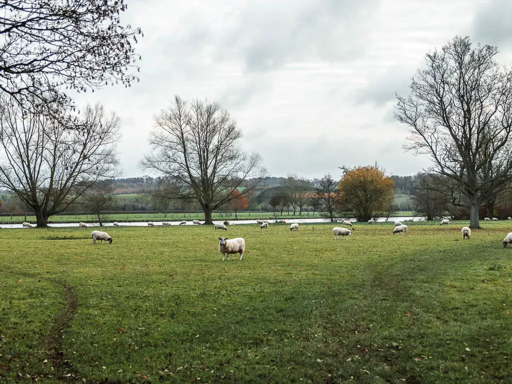 A large grass field with a few sheep grazing, and the river ahead, on the walk back to Henley from Hambleden.