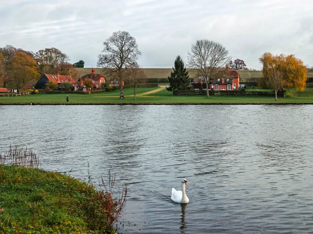 A white swam in thew river thames on the walk back to Henley from Hambleden.