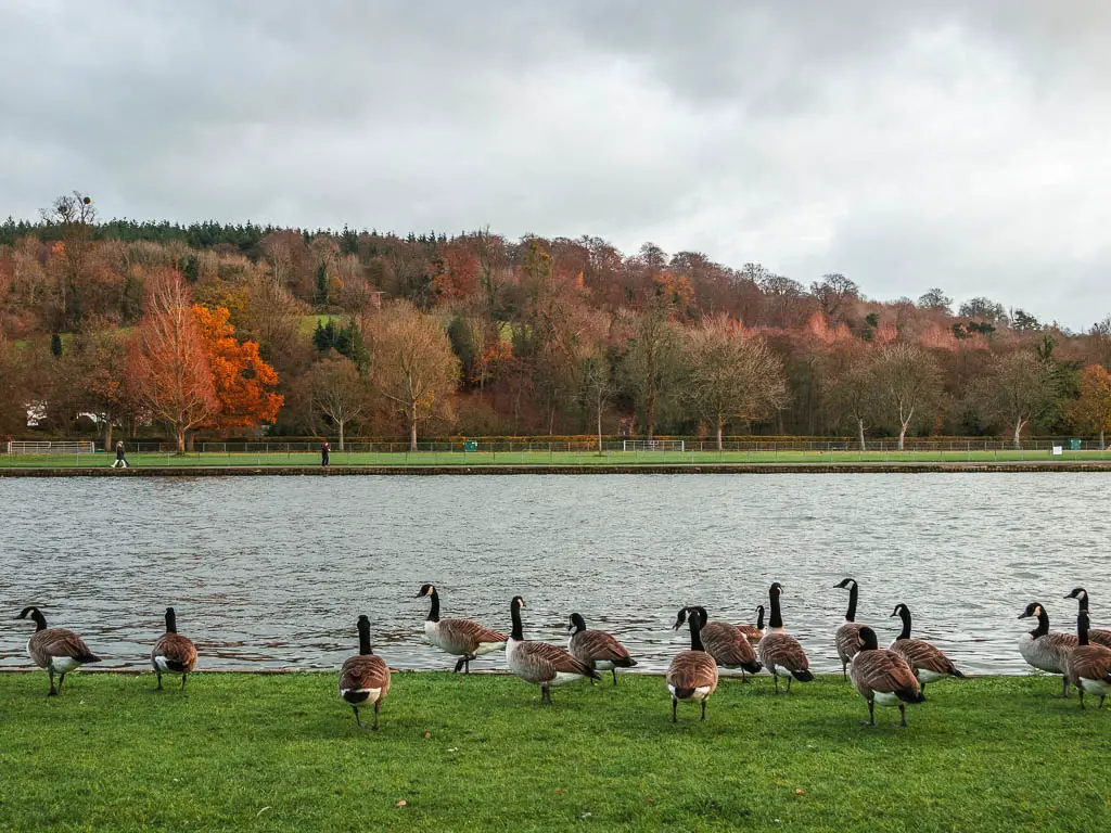 Lots of geese standing on the neatly cut grass next to the river thames, near the end of the Henley to Hambleden walk.