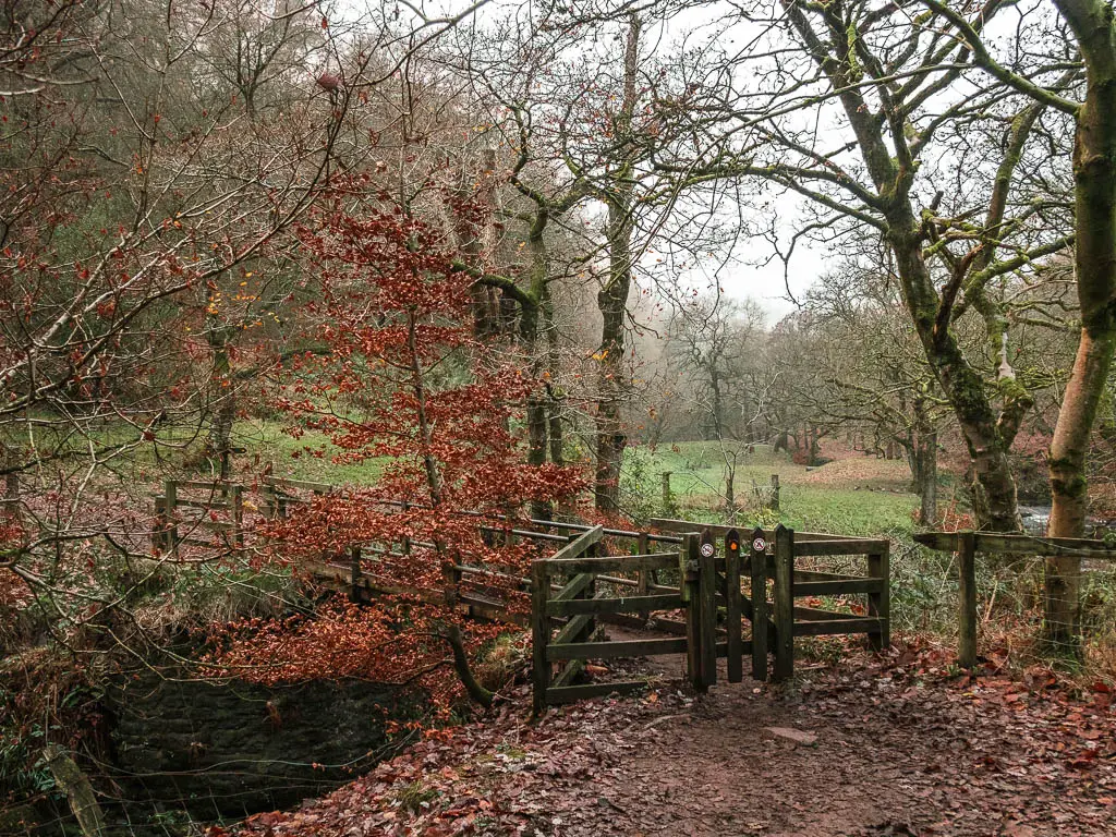 A small wooden gate leading to a wooden bridge, on the walk towards Lud's Church. There is a small tree with red leaves next to the bridge.