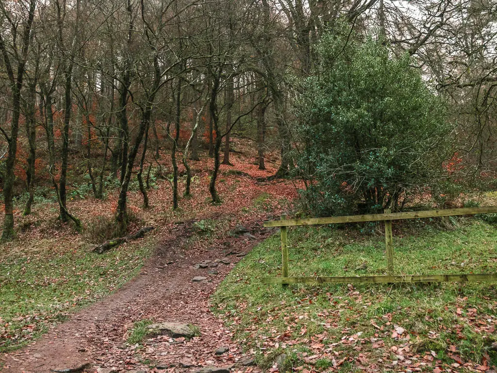 A dirt trail leading uphill through the woodland.