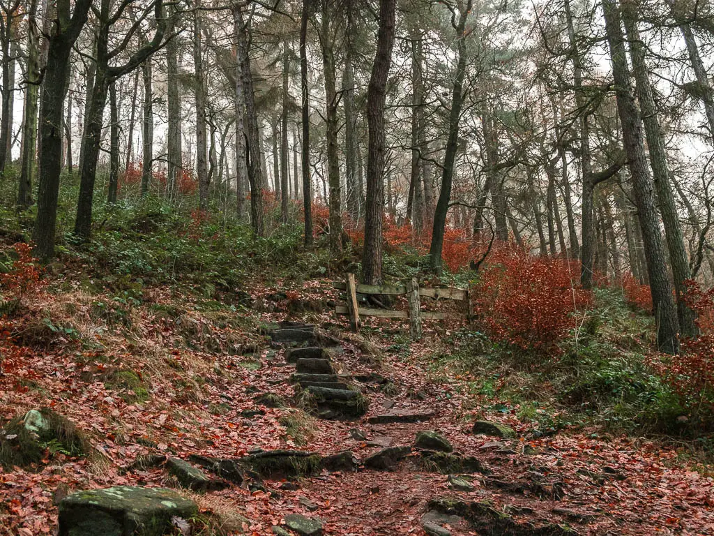 Stone steps leading uphill within the woodland, with a ground covered in red and brown fallen leaves.