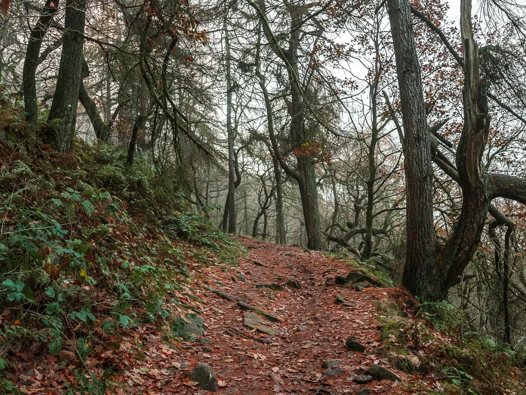 A trail with a few rocks and fallen red and brown leaves. The trail is lined with trees.