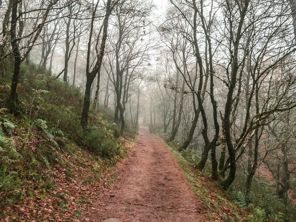 A neat dirt path, on the side of a hill, in the woods.