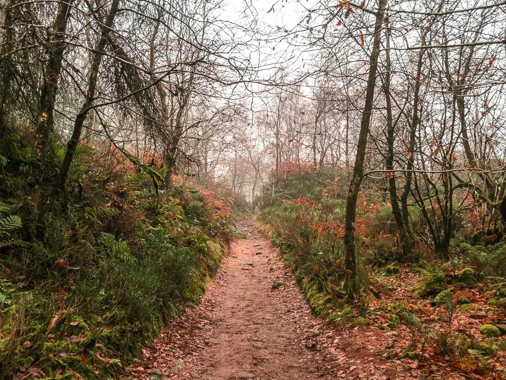 A dirt trail through the woodland of Back Wood, on the walk towards Lud's Church.