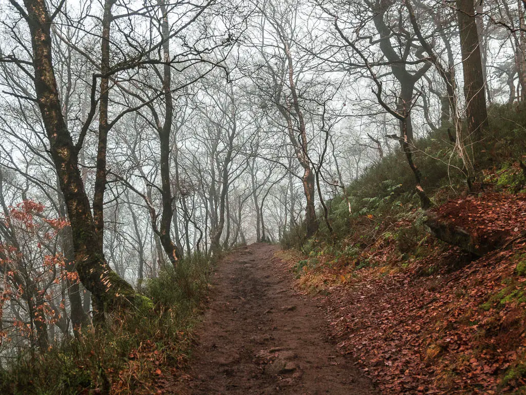 A dirt trail leading uphill in the woods.