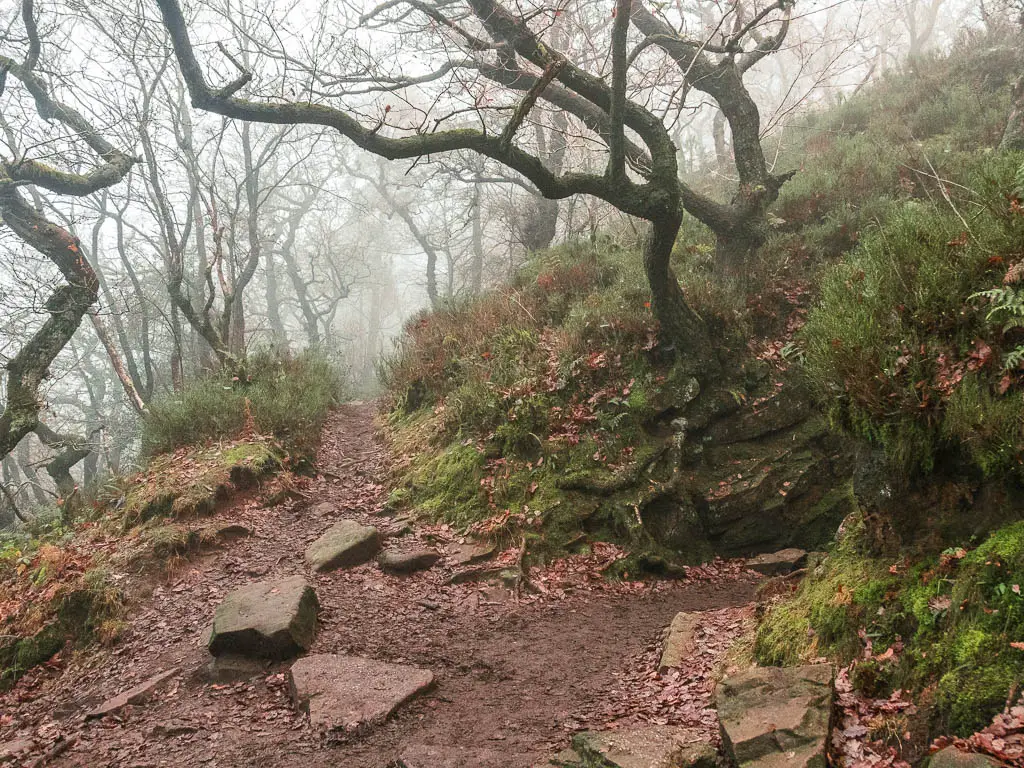 A junction in the walking trail, with the right one leading into the opening in the rocks for Lud's Church. It's a foggy day.