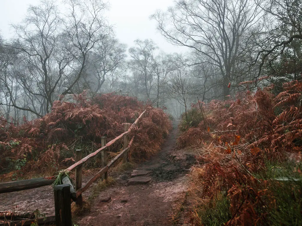 A dirt trail within the woods, surround by brown and orange fern, and wooden fence on the left.