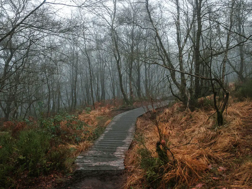 A wooden plank walkway through the woods, on the circular Lud's Church walk.