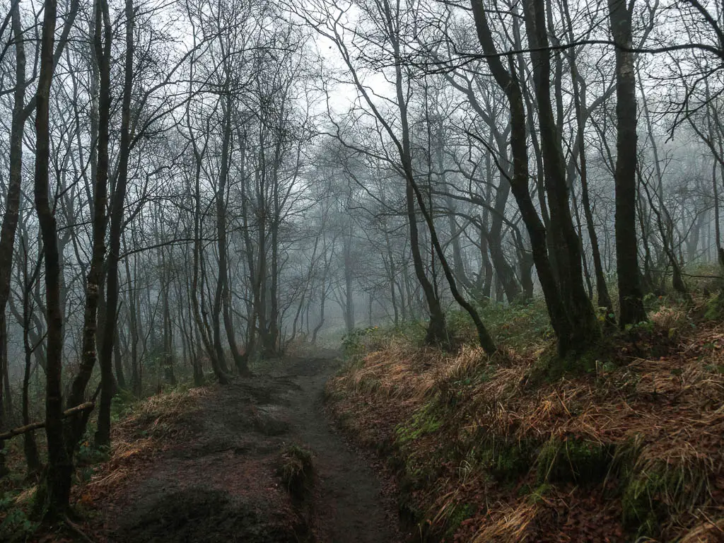 A narrow dirt trail through the fog filled dark woodland.