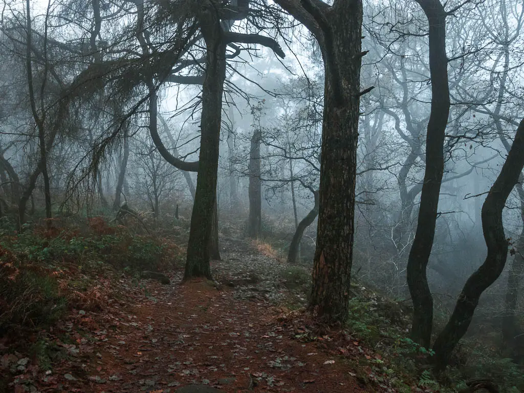 The trail leading through the trees in the dark fog filled woodland.