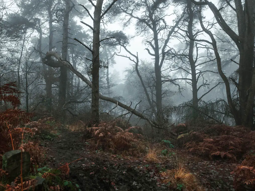 A muddy area of the trail within the woods on a dark foggy day.