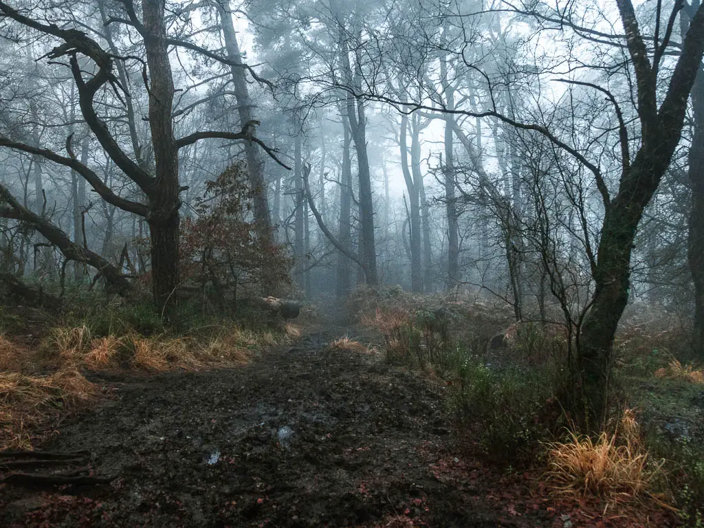 A muddy section of trail on the Lud's Church circular walk. It's a dark foggy day.