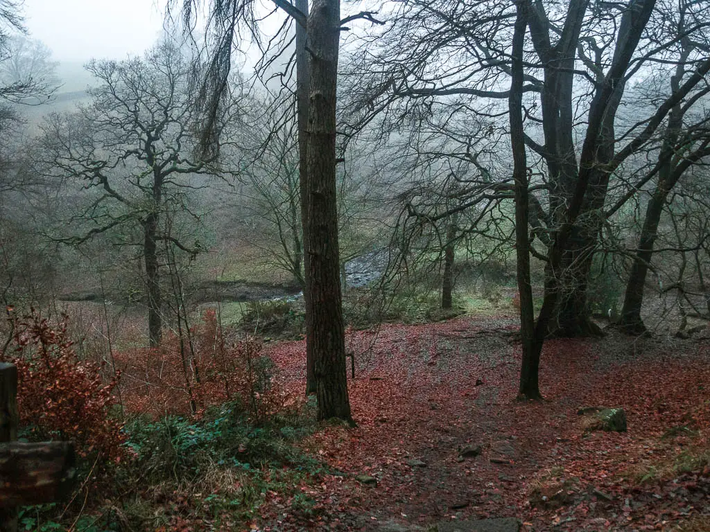 Looking down to an open area of the woods with the ground covered in red fallen leaves. 