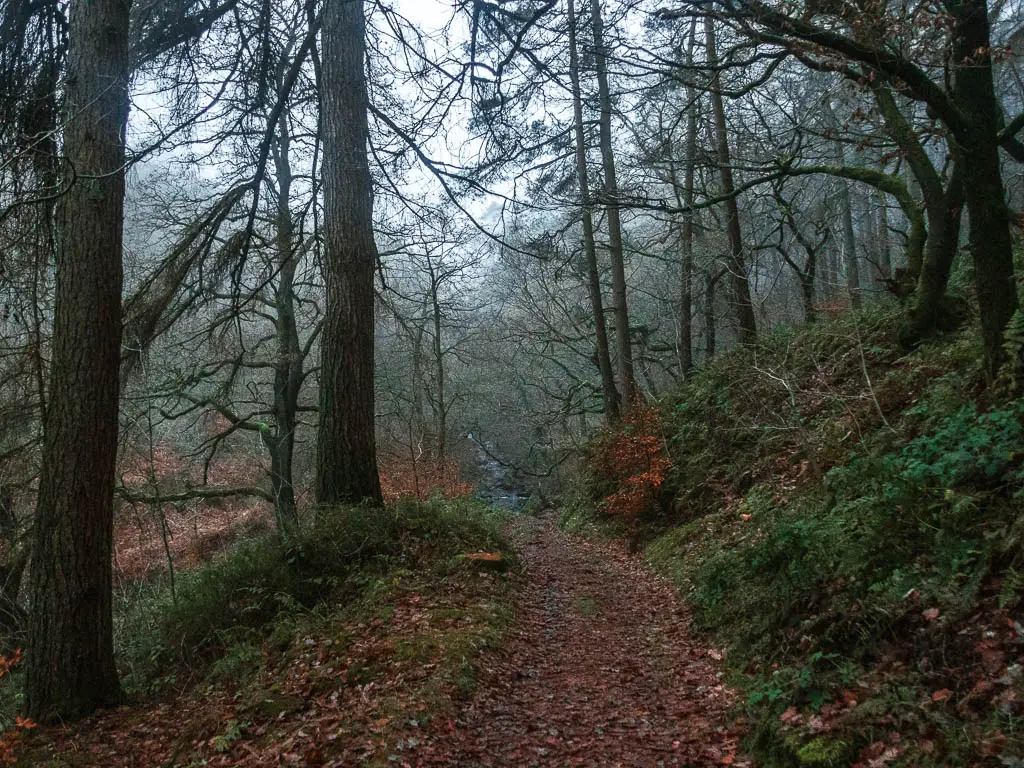 A trail covered in red fallen leaves though the woods.