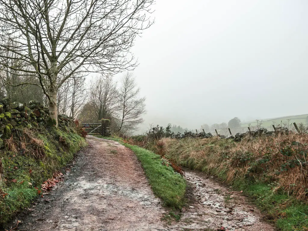 A dirt road leading uphill on the left. and a muddy dirt trail leading to the right.