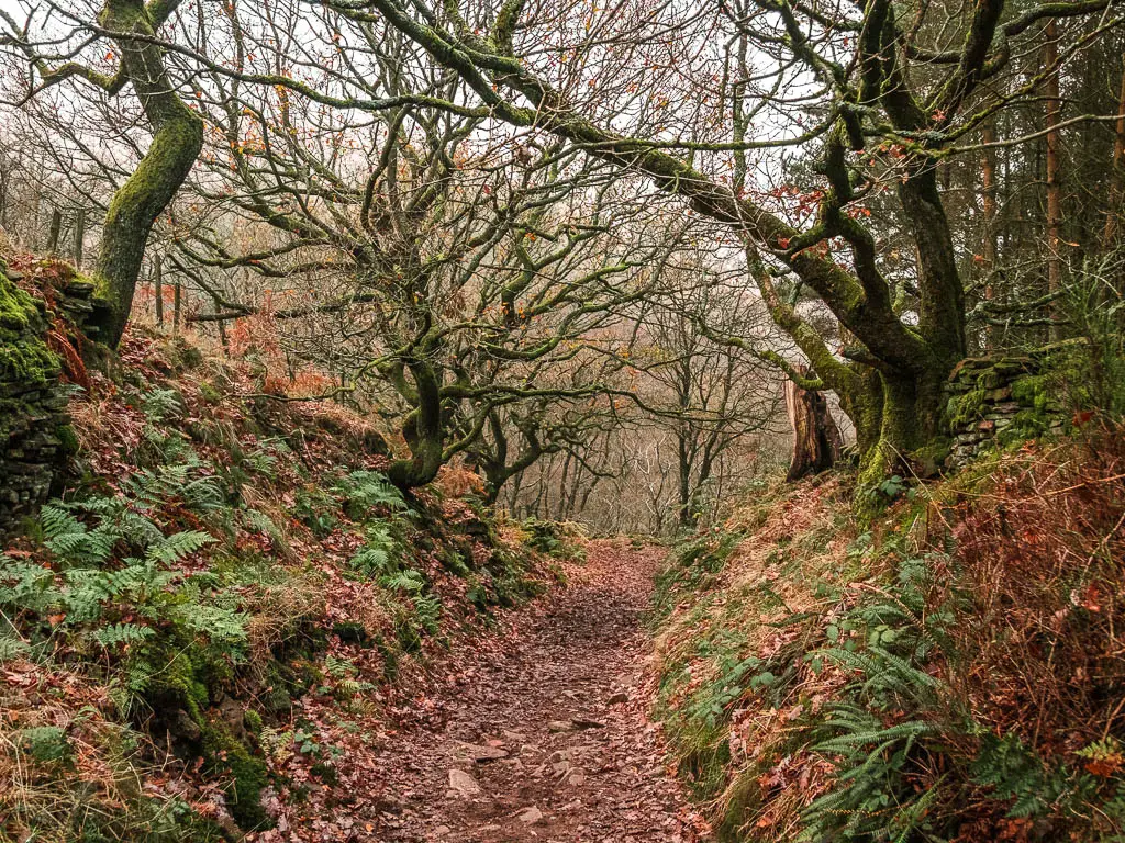 A rocky dirt trail with hill banks on either side, and trees with wavy leafless branches, on the walk towards Lud's Church.