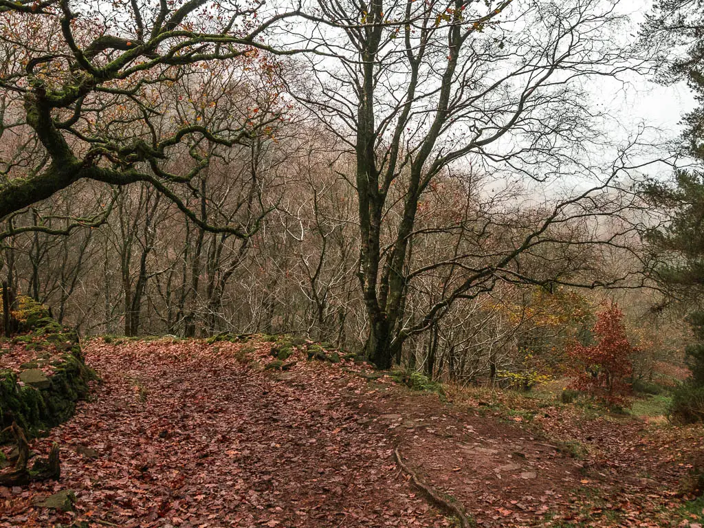 The main trail route to Lud's Church curving to the left, with a side trail leading downhill to the right. 