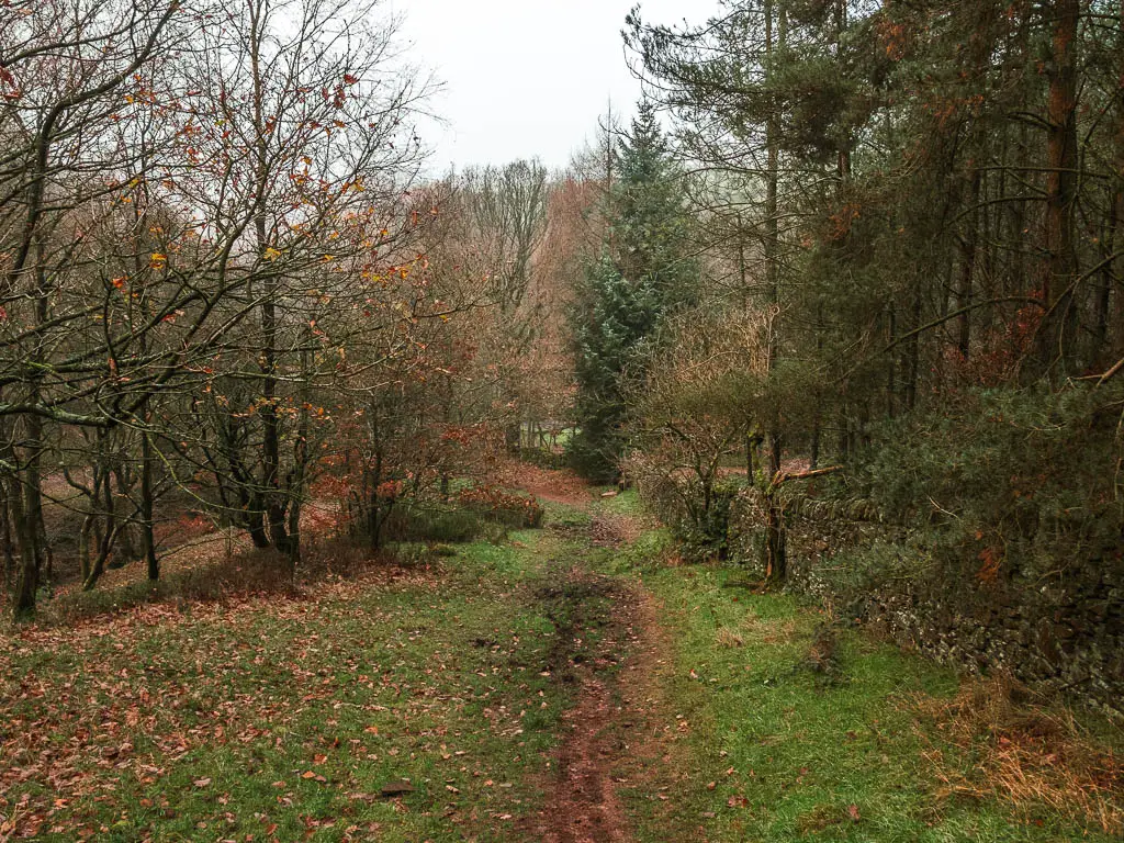 A dirt trail leading downhill through the grass, with woodland ahead and to the right, on the alternate way to walk to Lud's Church.