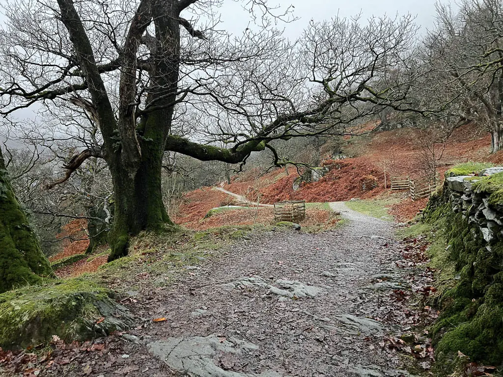 A wide trail with a big tree ahead to the left and a moss covered stone wall on the right.