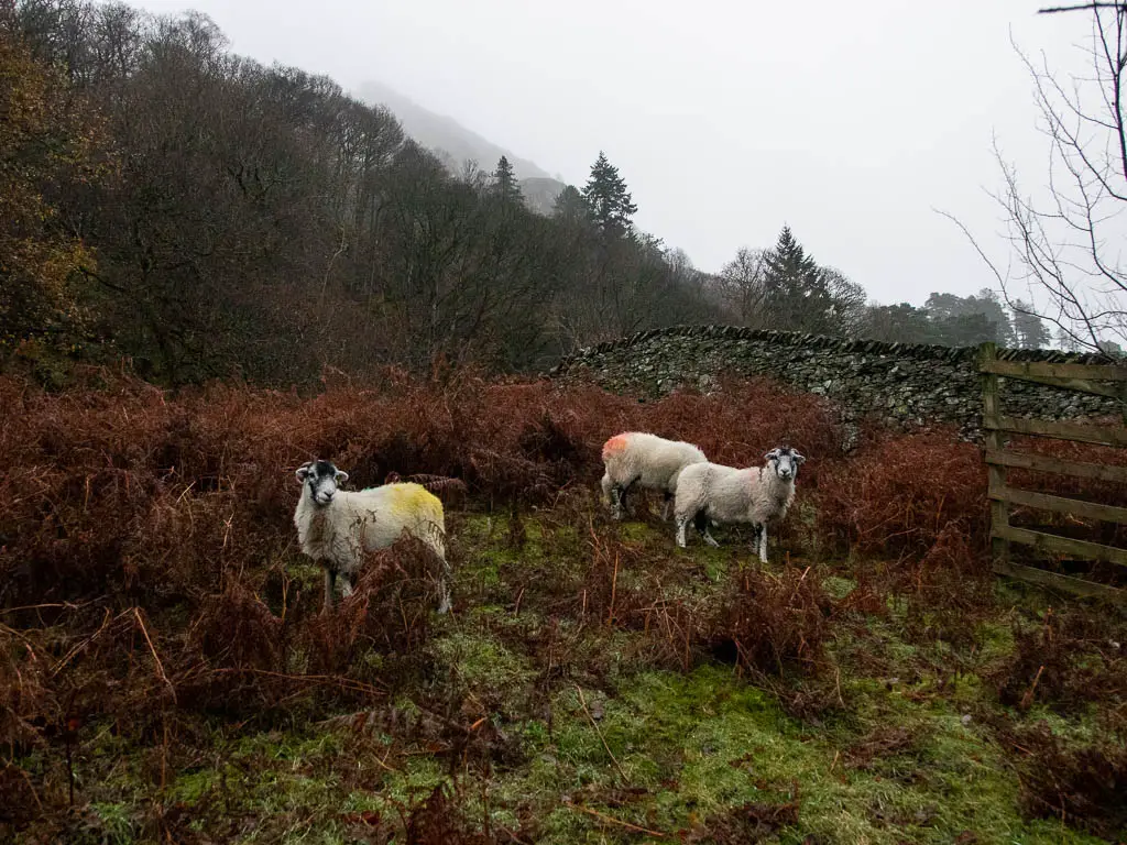 A few white sheep standing on the grass, with a stone wall and trees behind.