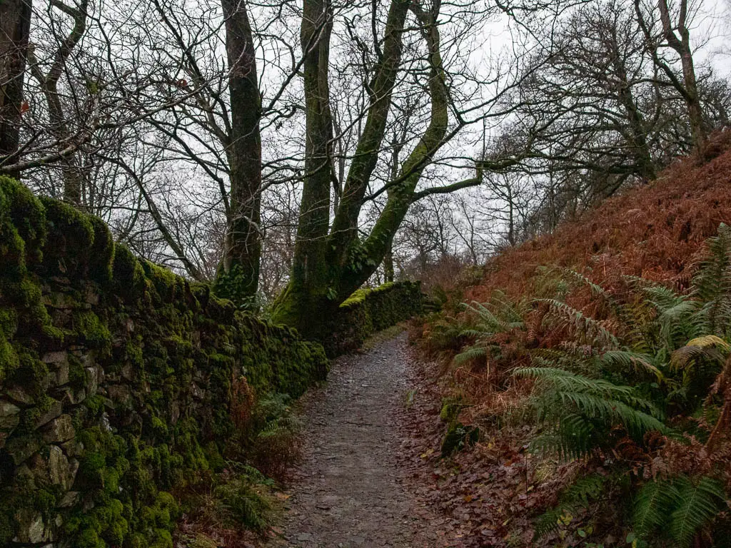 A dirt trail with fern on the right and a moss covered stone wall on the left.