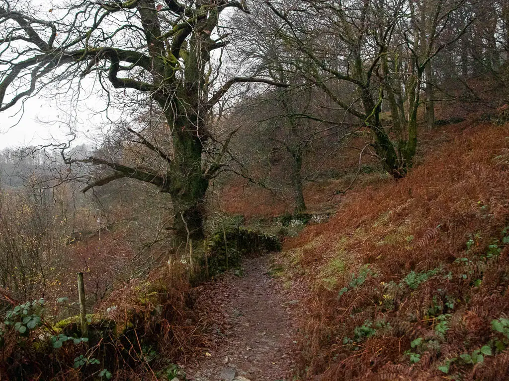 An undulating dirt trail, with a fern covered hill to the right, stone wall to the left and leafless trees up ahead, on the walk around Rydal Water.