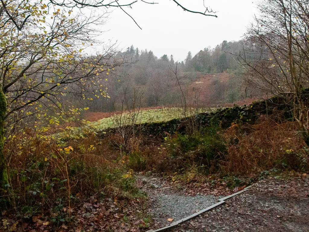 A trail leading downhill to the left, surrounded by bushes and fern. there is a stone wall ahead, with a just about visible field on the other side, and woodland trees in the distance. 