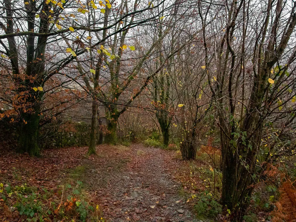 A leaf covered dirt trail leading down through the leafless trees.