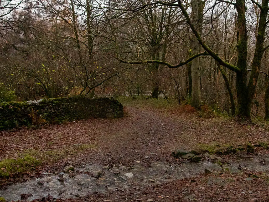 A small stream across the trail in the woodland.