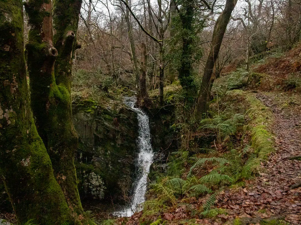 A small waterfall surround by trees, with a leaf covered trail to the right, along the Rydal Water walk.