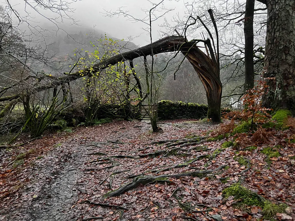 A trail surround by fallen red leaves and tree roots, and a broken tree up ahead.