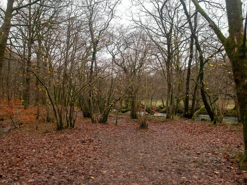 A ground covered in fallen red leaves with leafless trees all around.