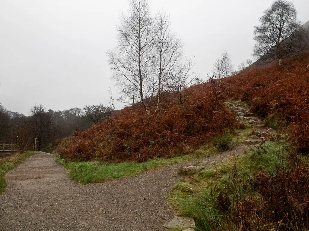 A path on the left and stone step trail on the hill on the right. The hill is covered in red fern.