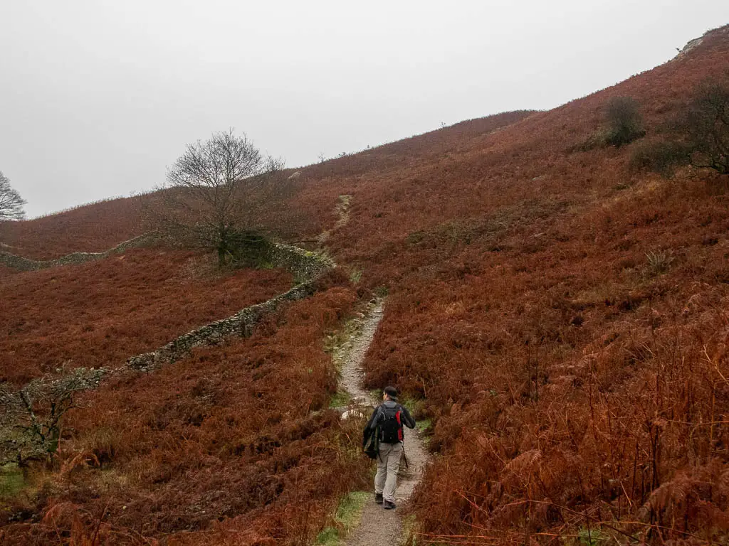 A man walking on a trail, slithering across the red fern covered hillside on the way to Rydal Cave.