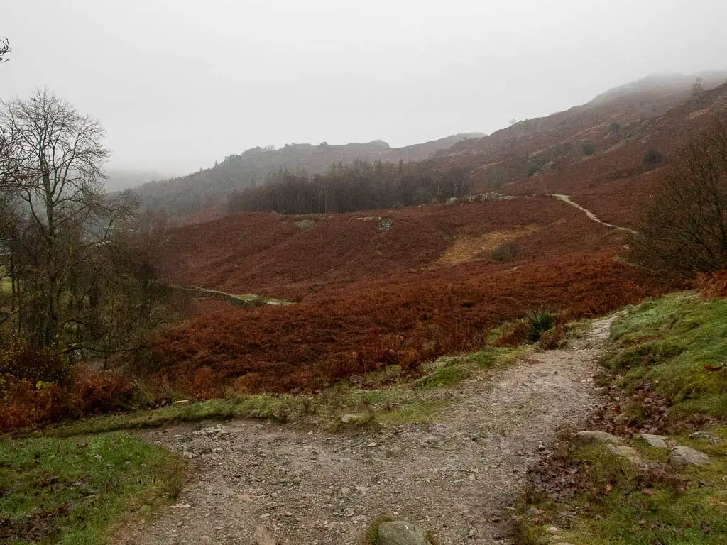 A trail split with a ground covered in red fern ahead.