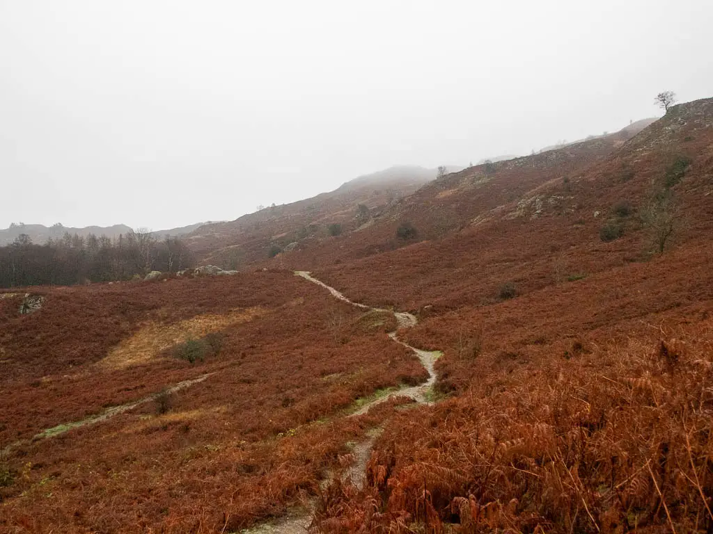 A trail slithering through the fern covered hill on the walk towards Rydal Cave in the Lake District.