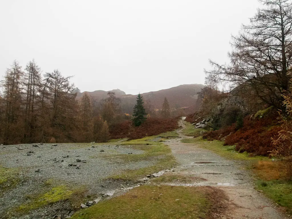 A large open area, with woodland trees ahead and a trail on the right.