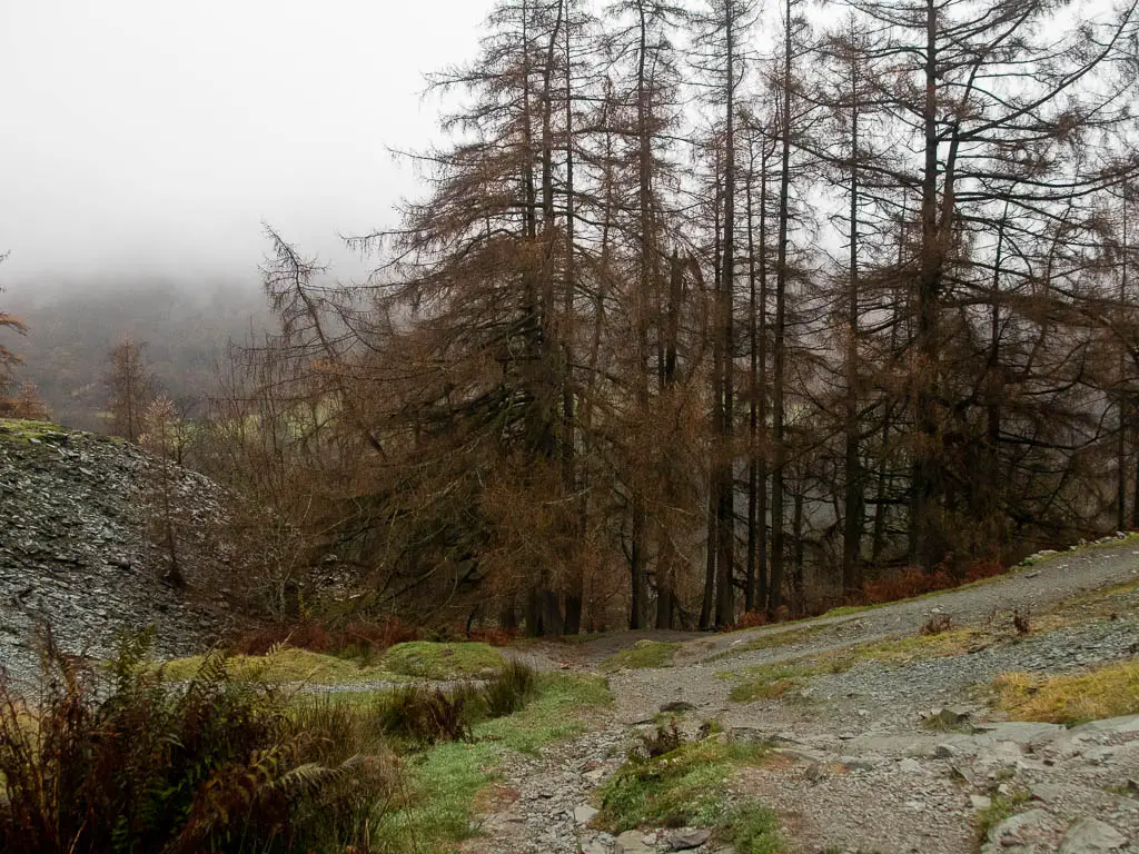 Looking down a hill with a few gravel trails, and some woodland ahead.