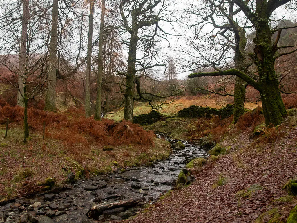 A rocky stream of water, with leafless trees on either side, and the banks of the stream covered in brown fallen leaves.