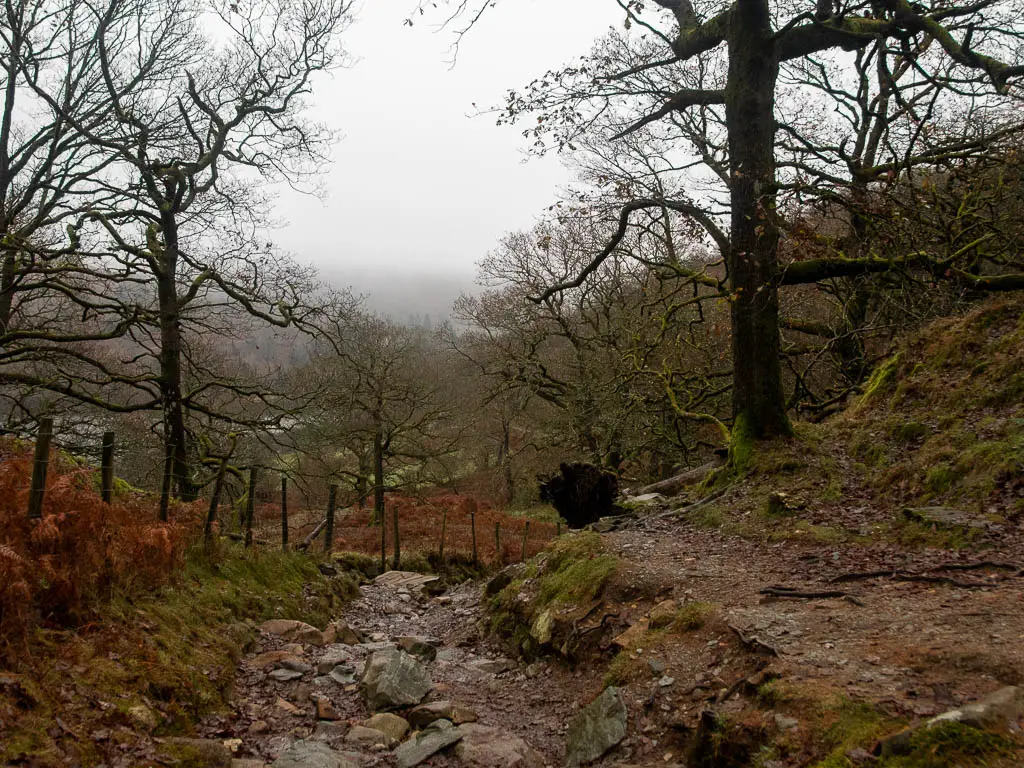 A rocky trail leading downhill with leafless trees along the trail side ahead, on the circular rydal water walk.