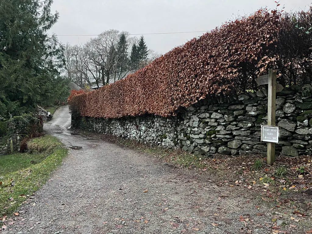 A wide path, with a stone wall and hedge on the right side. The leaves of the hedge are red brown.