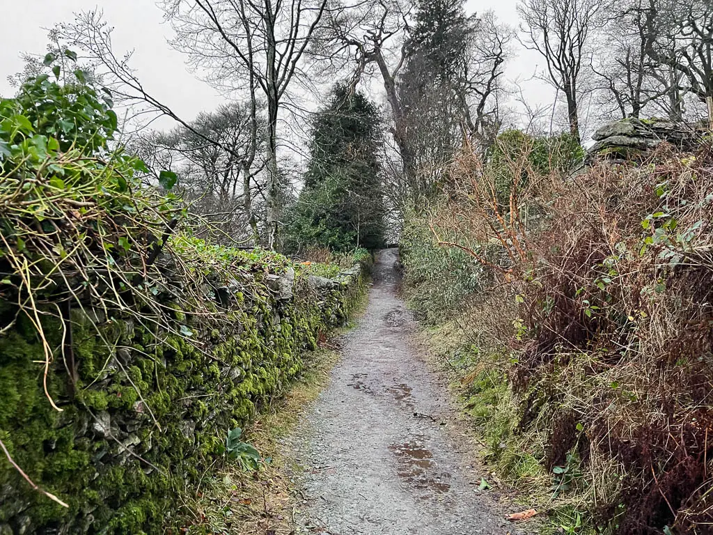 A trail with a stone wall on the left and bushes on the right on there walk towards Rydal Water.