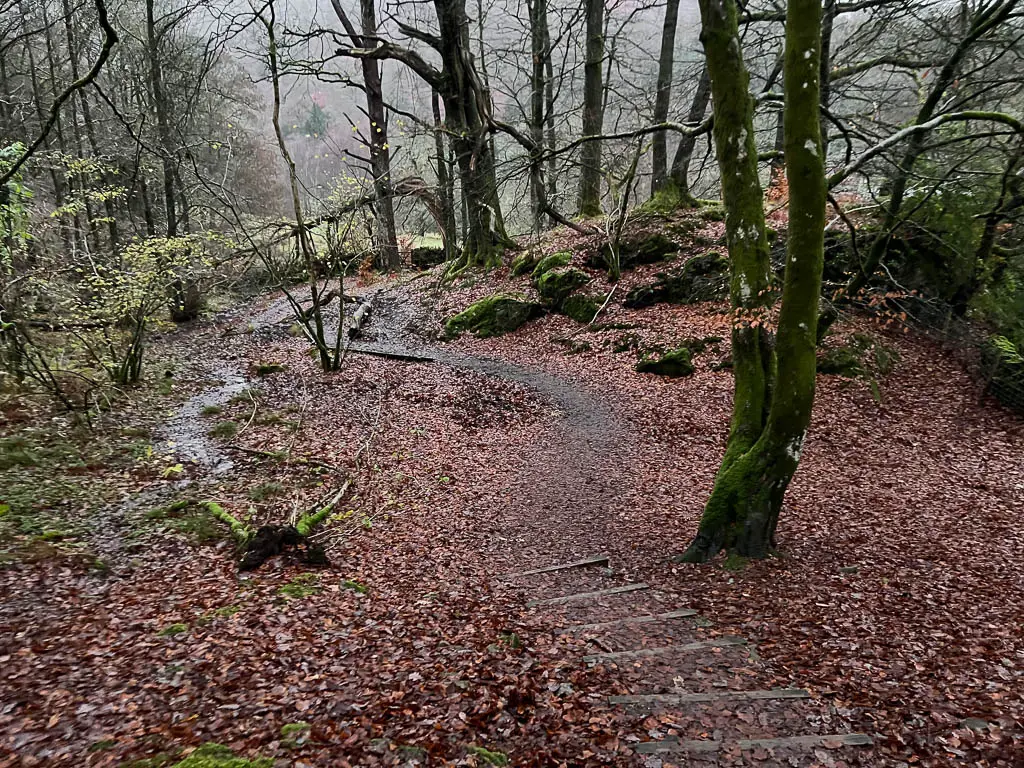 Steps leading downhill under the woodland trees with a ground covered in red fallen leaves.