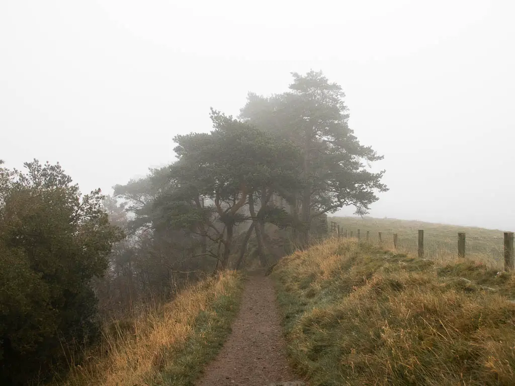 A trail leading towards some woodland ahead along the Sycamore Gap walk. Its a foggy day.