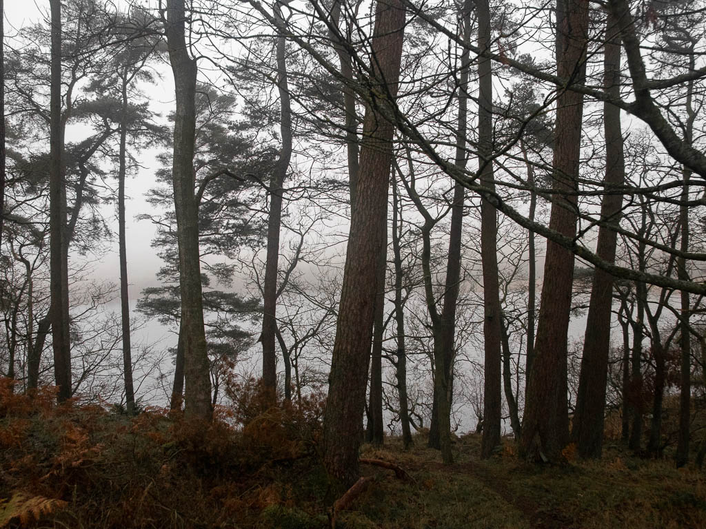 Looking through the woodland trees, with Crag Lough just visible on the other side.