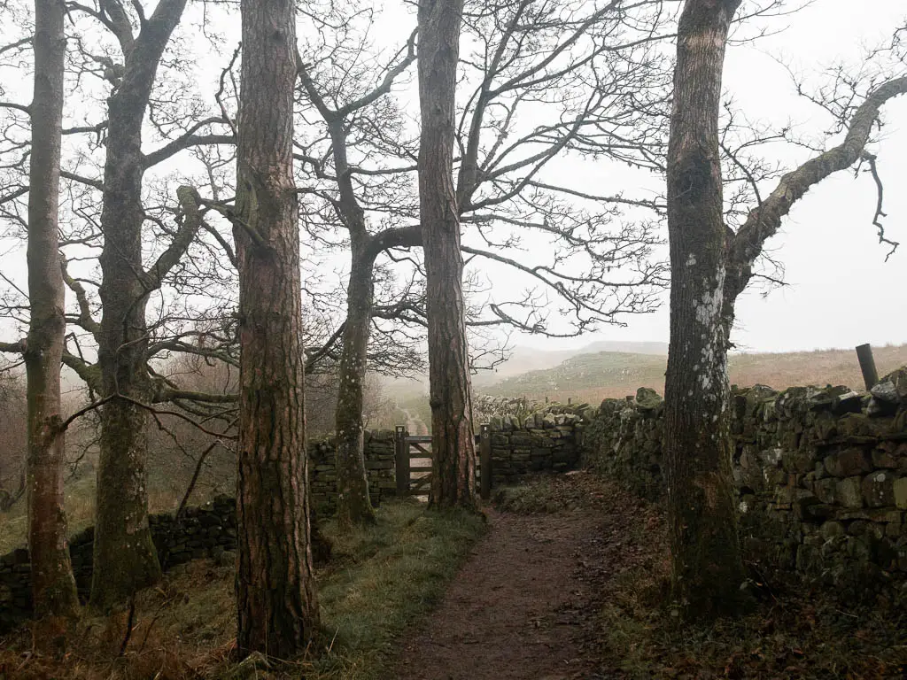 A dirt trail in the woods, leading to a gate in the stone wall.