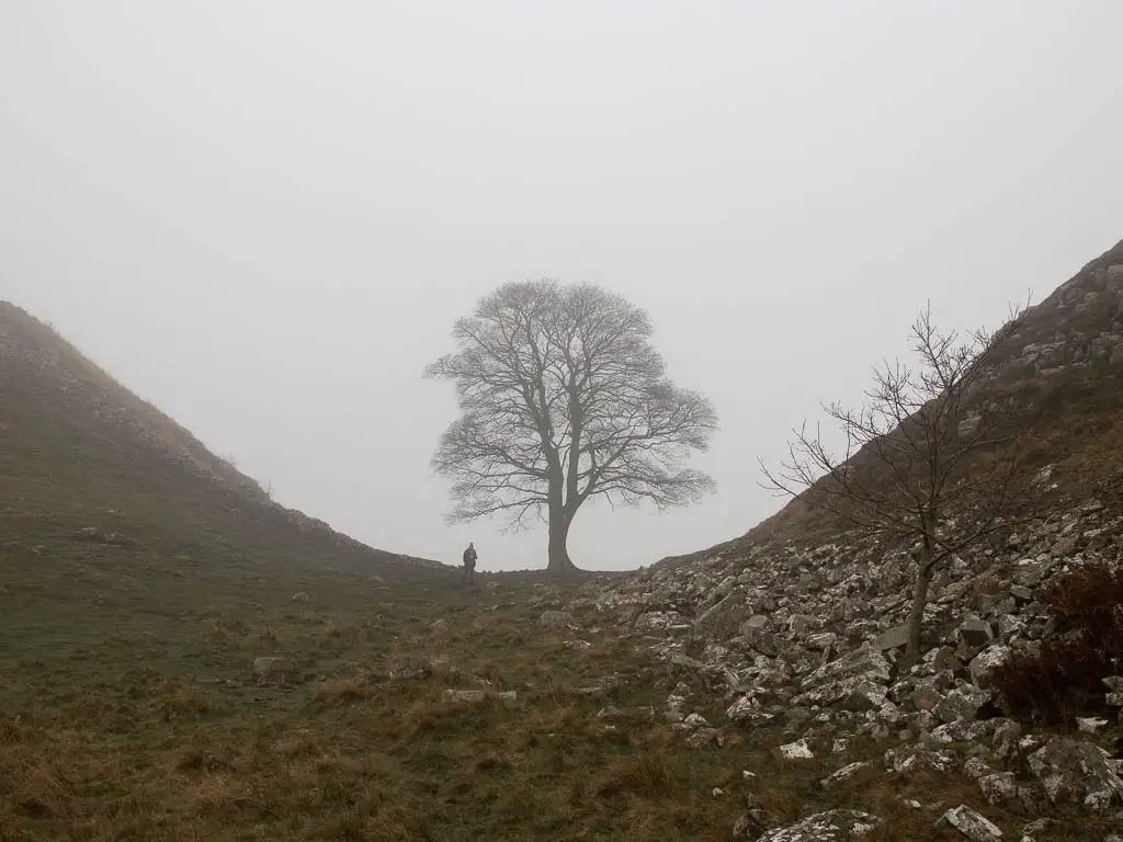 Looking through Sycamore Gap at the sycamore tree, on the walk back to the start. It is a foggy day, and there is a man standing under the tree.